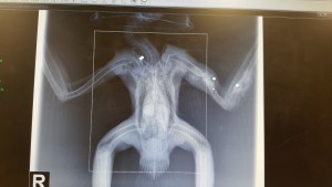 xray red-tailed hawk